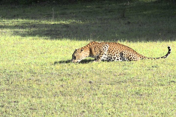 All Inclusive Wilpattu National Park Safari Day Tour from Colombo & Negombo - Image 2