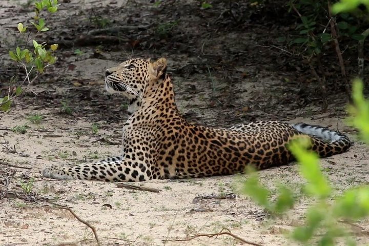 All Inclusive Wilpattu National Park Safari Day Tour from Colombo & Negombo - Image 1