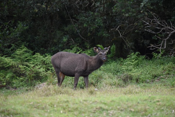 All Inclusive Wilpattu National Park Safari Day Tour from Colombo & Negombo - Image 3