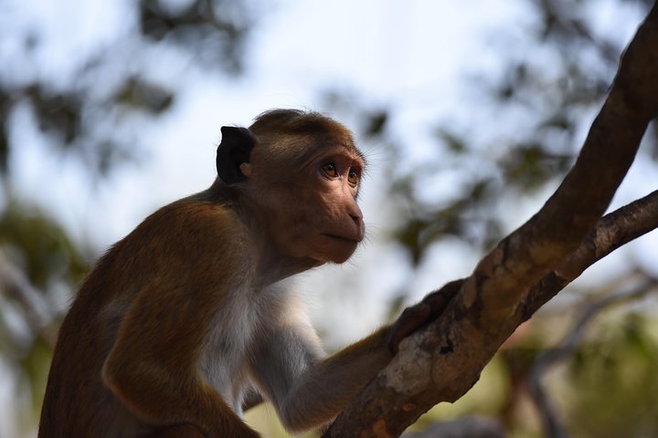 All Inclusive Wilpattu National Park Safari Day Tour from Colombo & Negombo - Image 4