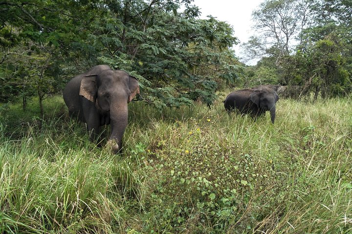 All Inclusive Yala National Park Jeep Safari Day Tour from Colombo & Negombo - Image 4