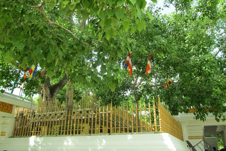 Anuradhapura And Aukana All Inclusive Day Tour From Negombo - Image 3