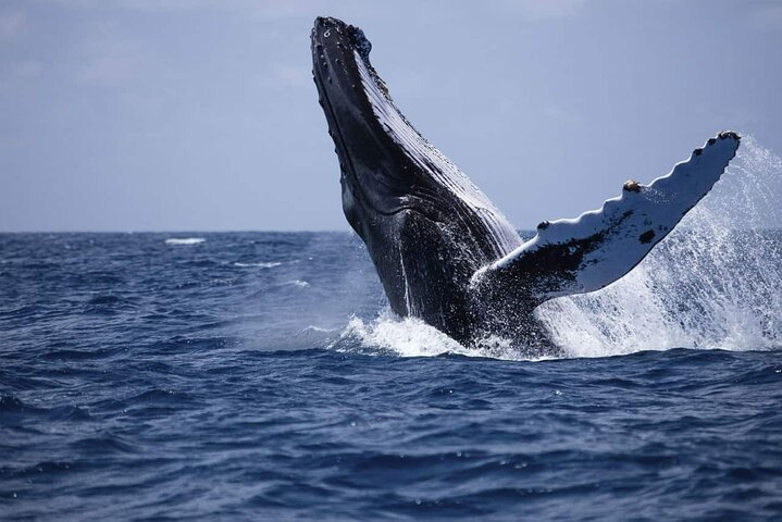 Best of Sri Lanka 7 Days All Inclusive Tour - Image 5