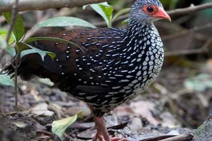 Bird Watching Sri Lanka - Image 5
