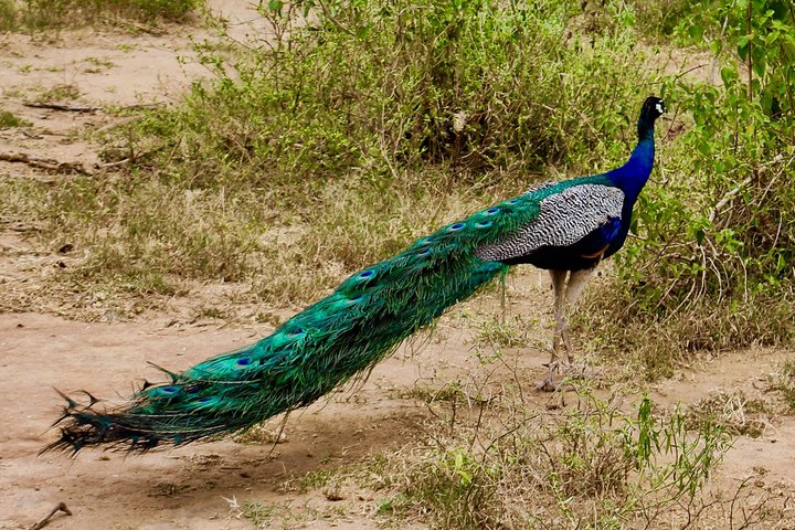 Bird Watching Sri Lanka - Image 2