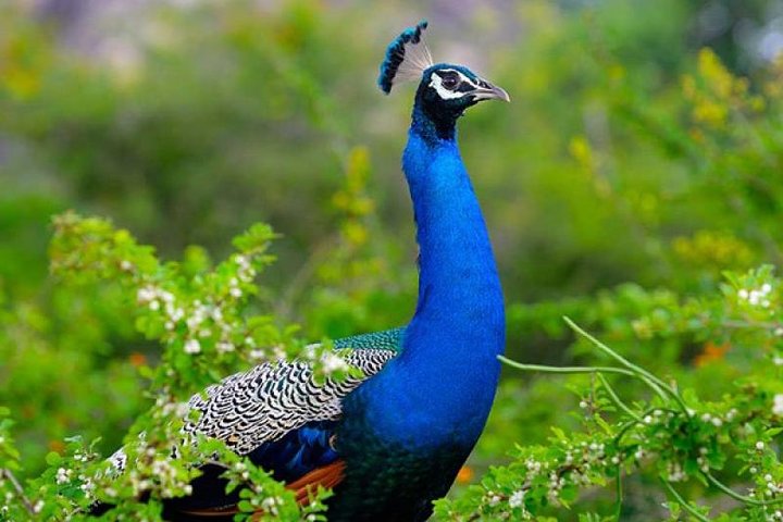 Bird Watching Sri Lanka - Image 3