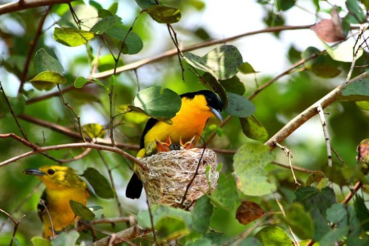 Bird Watching Sri Lanka - Image 1