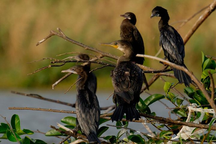 Bird Watching Tour at Muthurajawela - Image 3