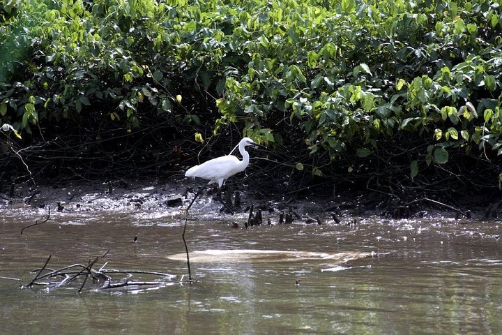 Bird Watching Tour at Muthurajawela - Image 5
