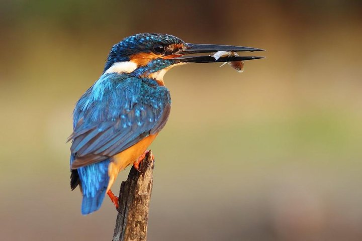 Bird Watching Tour at Muthurajawela - Image 2