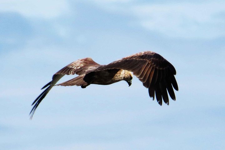 Bird Watching Tour at Muthurajawela - Image 1