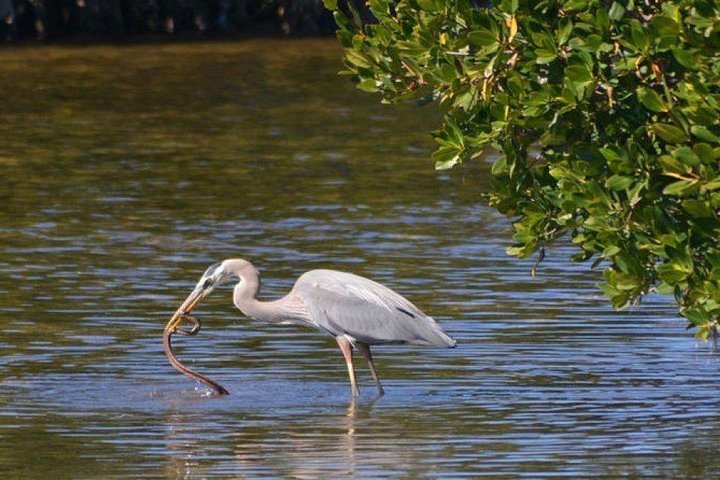 Bird Watching Tour at Muthurajawela - Image 4
