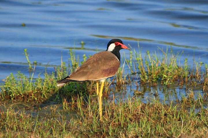 Bird Watching Tour in Muthurajawela Wetland from Colombo Harbour - Image 1
