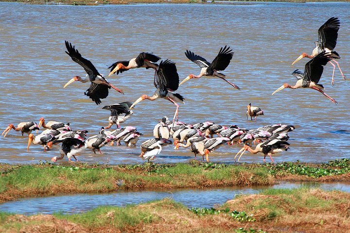 Bird Watching Tour in Muthurajawela Wetland from Colombo Harbour - Image 4