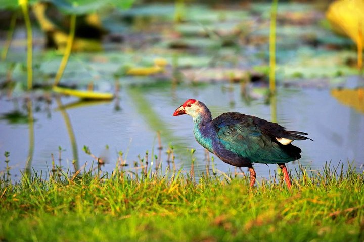 Bird Watching Tour in Muthurajawela Wetland from Colombo Harbour - Image 2