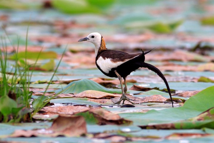 Bird Watching Tour in Muthurajawela Wetland from Colombo Harbour - Image 5