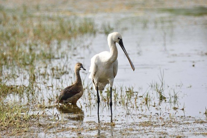 Bird Watching Tour in Muthurajawela Wetland from Colombo Harbour - Image 3