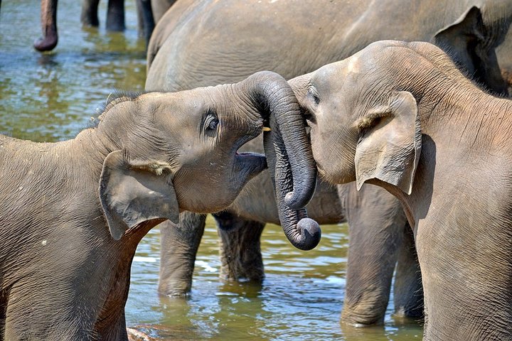 Child-oriented Family tour in Sri Lanka & Beach Holidays - by Minivan - 2 weeks - Image 1