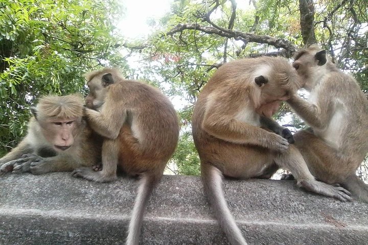 Colombo to Dambulla Sigiriya 02 Days Tour with Safari - Image 3