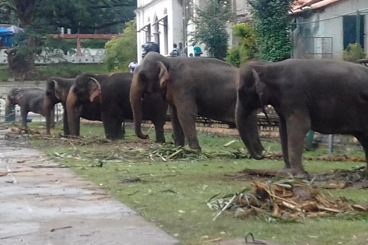 Colombo to Kandy Private Day Tour - Image 2