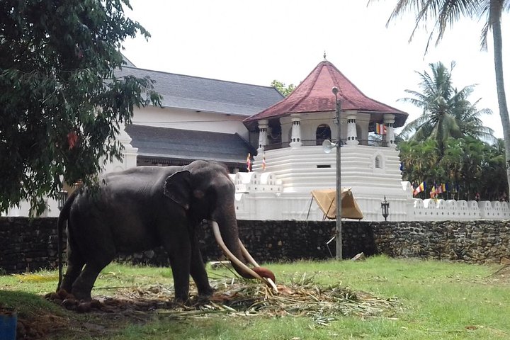 Colombo to Kandy Private Day Tour - Image 1