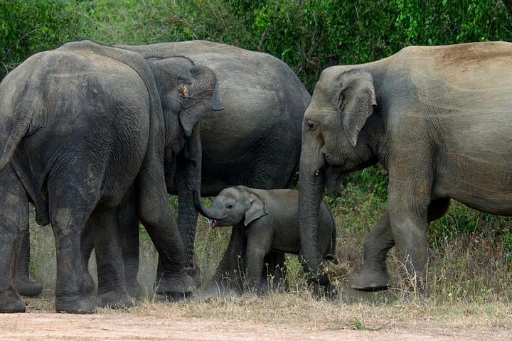 Colombo to Kandy,Ella & Yala 3 Day Tour - Image 1