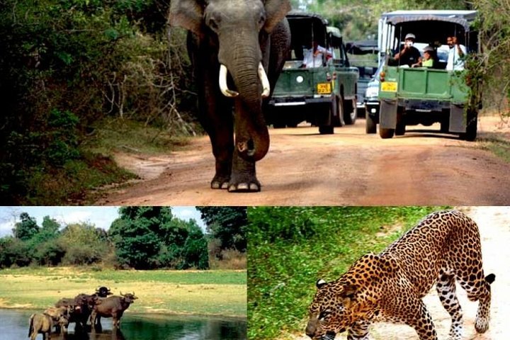 Colombo to Kandy,Ella & Yala 3 Day Tour - Image 2