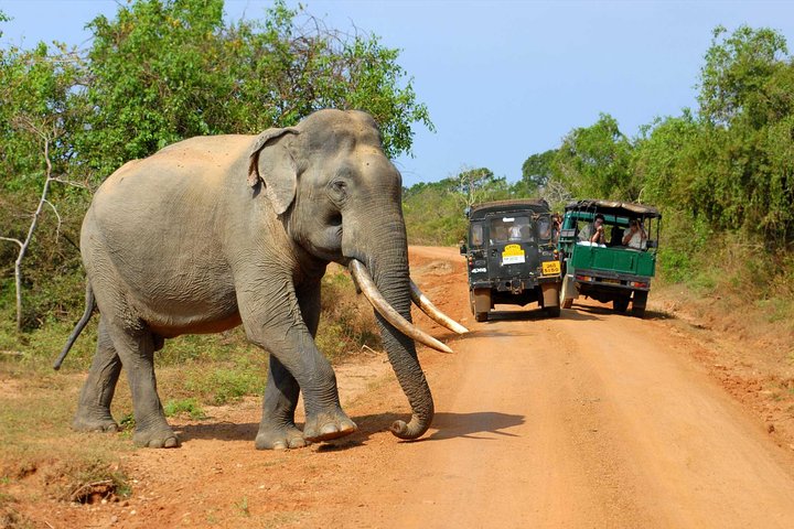 Day Excursion to Udawalawe from Colombo - Image 2
