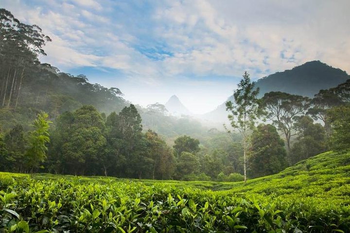 Day Trip to Nuwara Eliya with Kingfisher Tours - Image 2
