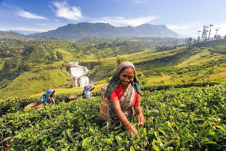 Day Trip to Nuwara Eliya with Kingfisher Tours - Image 4
