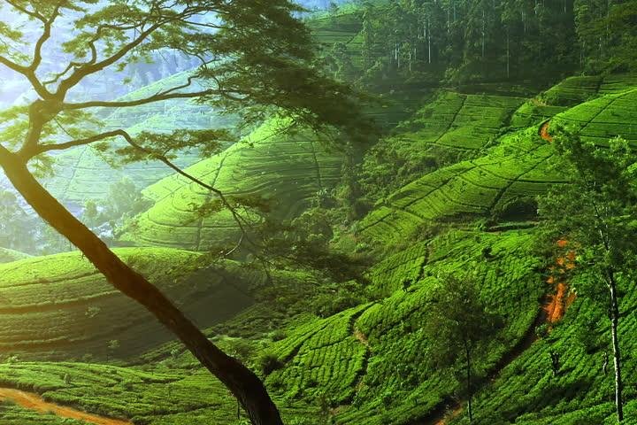 Day Trip to Nuwara Eliya with Kingfisher Tours - Image 1
