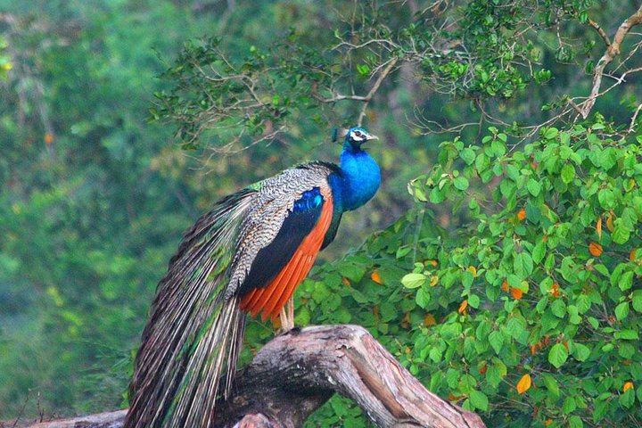 Day Trip to Wilpattu National Park from Colombo - Image 2