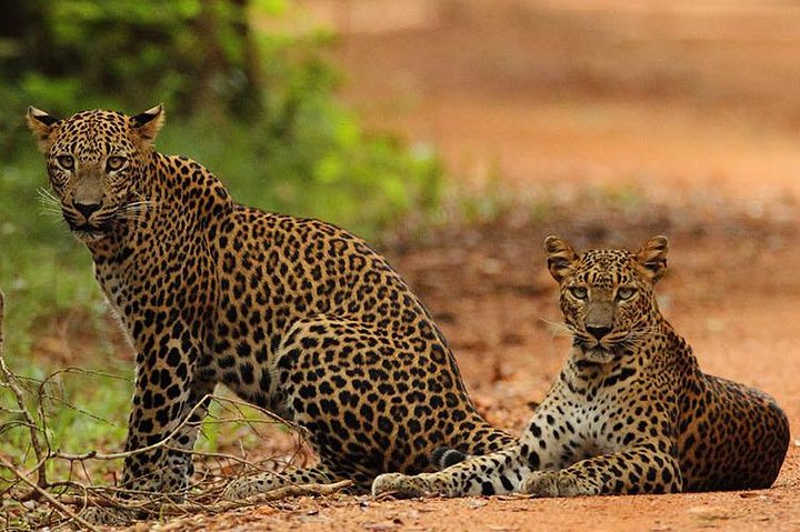 Day Trip to Wilpattu National Park from Colombo - Image 1
