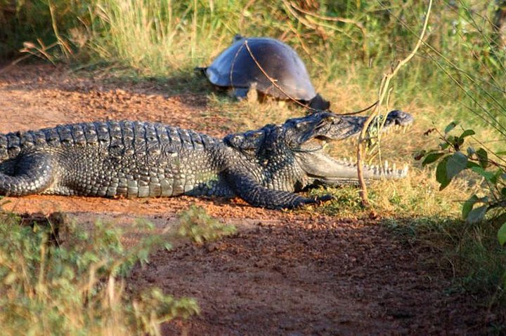 Day Trip to Wilpattu National Park from Colombo - Image 3