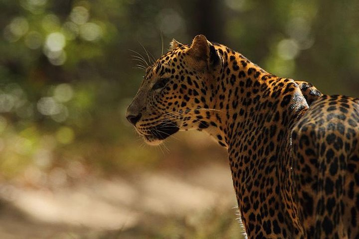 Day Trip to Wilpattu National Park from Colombo - Image 5