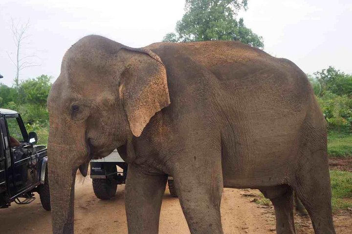 Elephant Transit Home Udawalawe with Jeep safari - All included Tour - Image 1