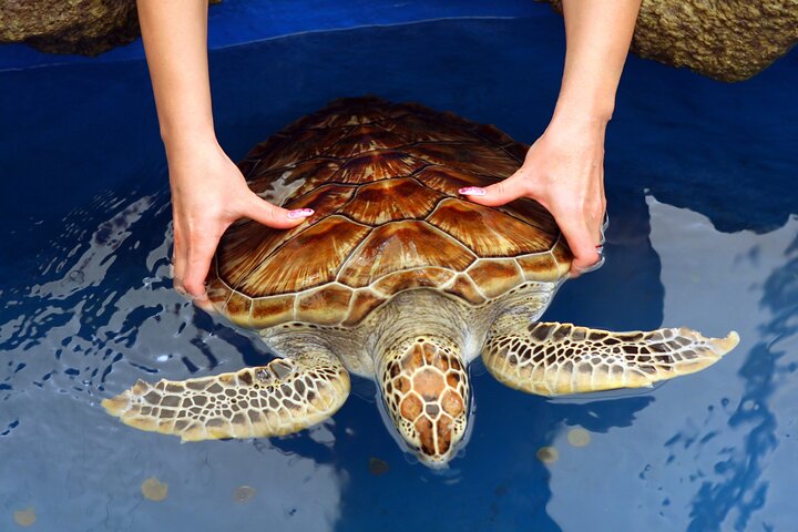Galle & Benthota Full Day Tour From Colombo  - Image 5