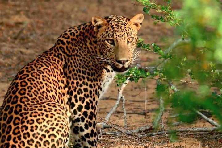 Galle & Yala National Park Safari From Colombo ( 3D 2N ) - Image 1