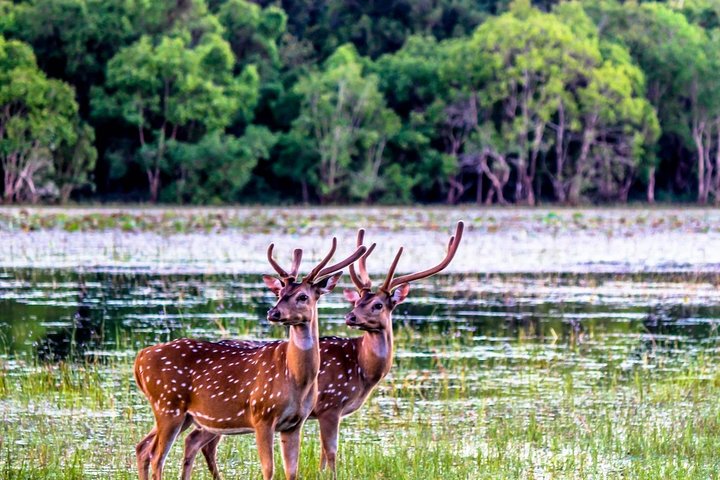 Galle & Yala National Park Safari From Colombo ( 3D 2N ) - Image 4