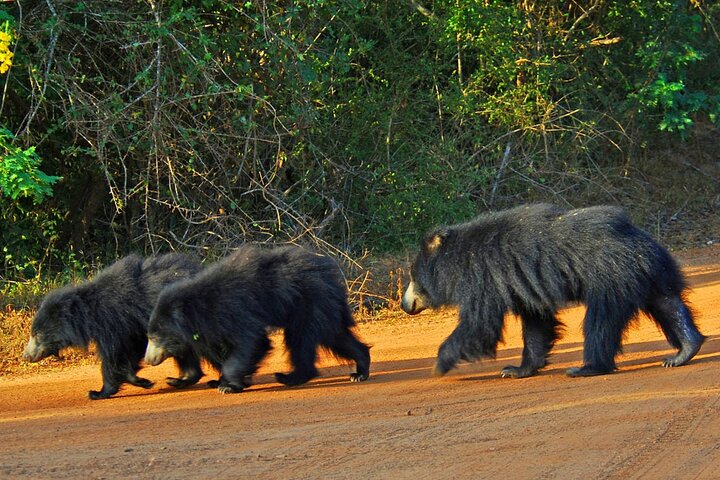 GO WILD! Double Safari Day Trip (Yala & Udawalawe) - Private & All Inclusive  - Image 4