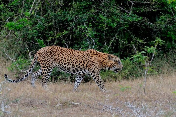 GO WILD! Double Safari Day Trip (Yala & Udawalawe) - Private & All Inclusive  - Image 3