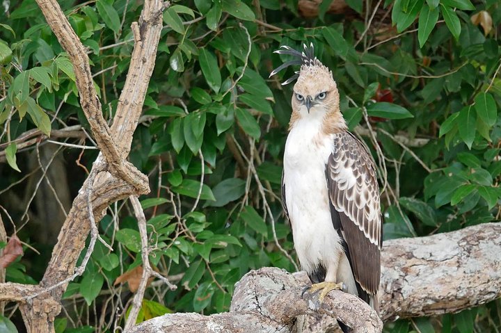 Jeep Safari To Yala National Park From Benthota and Beruwala - Image 4