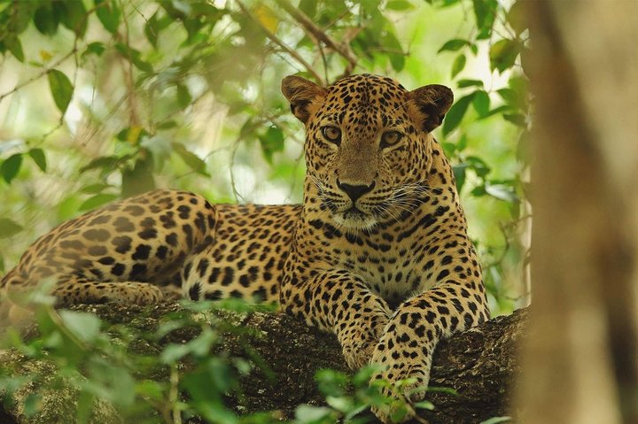 Jeep Safari To Yala National Park From Benthota and Beruwala - Image 2