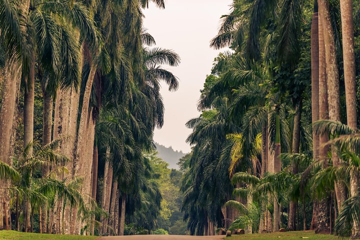 Kandy City Tour from Colombo Port - Image 4