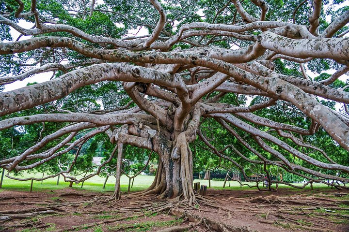 Kandy Day Tour - Image 4