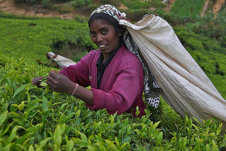 Kandy Nuwaraeliya 02 Days Tour From Colombo or Negombo - Image 1
