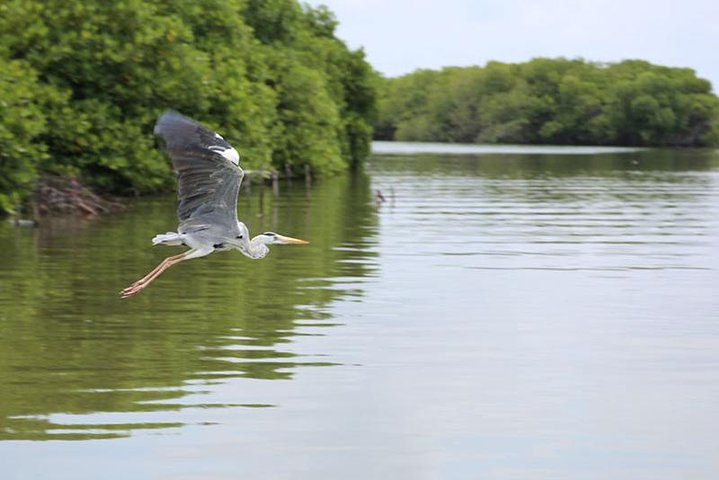 Lagoon Escapes Negombo Day Trip - Image 2