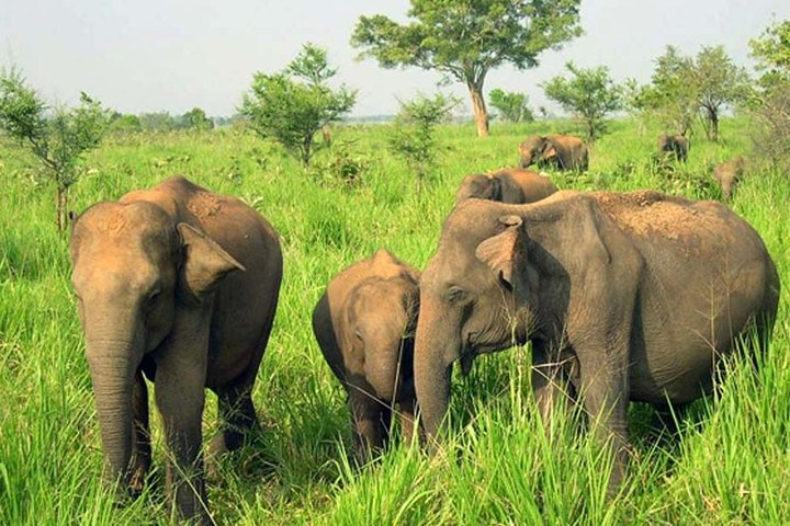 Minneriya National Park ( All Inclusive ) and Sigiriya Day Excursion - Image 4