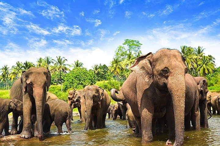 Minneriya National Park ( All Inclusive ) and Sigiriya Day Excursion - Image 1