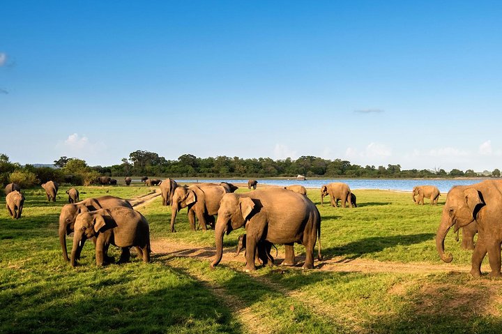 Minneriya National Park ( All Inclusive ) and Sigiriya Day Excursion - Image 5